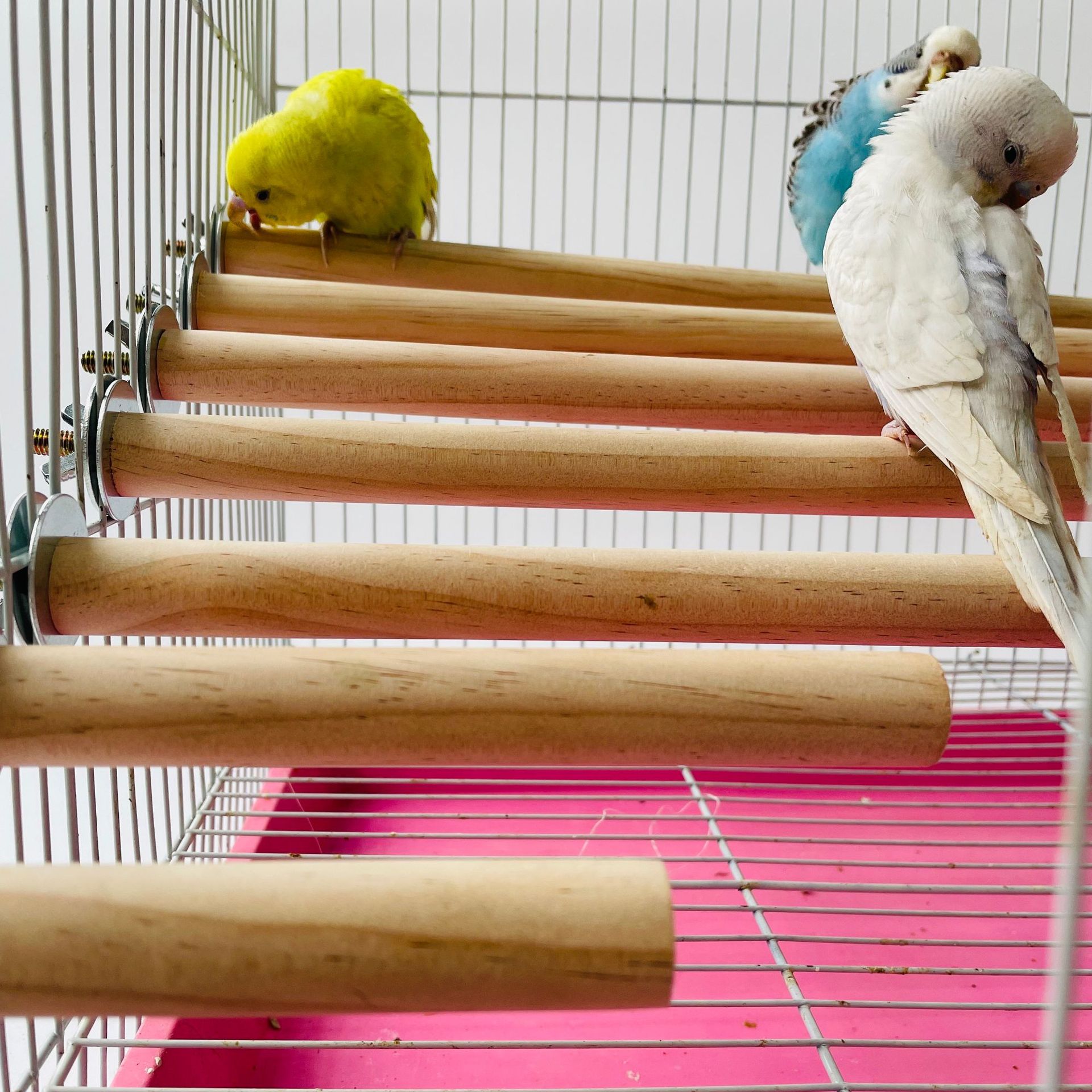 Pet X Supplies & Tack Howell Mi - Parrot Pet Raw Standing Stick Wood