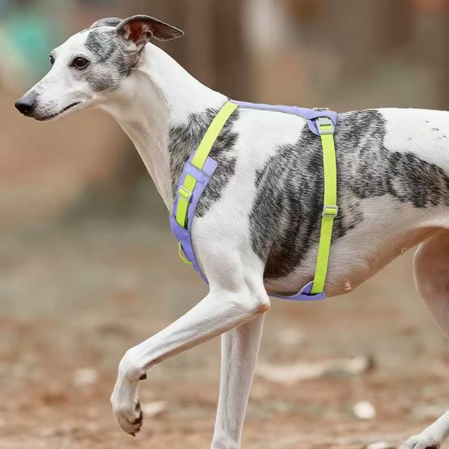 New Pet Dog Harness Light Weig - No Pull Dog Harness review and price