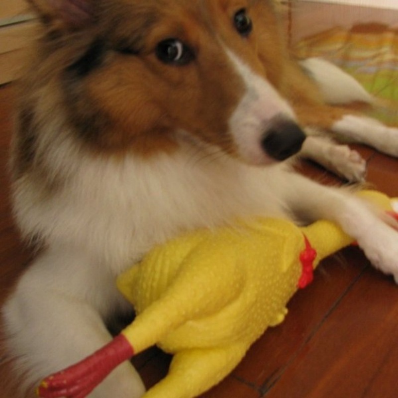 31CM Rubber Screaming Chicken  - Pet Dental Chew Toy review and price